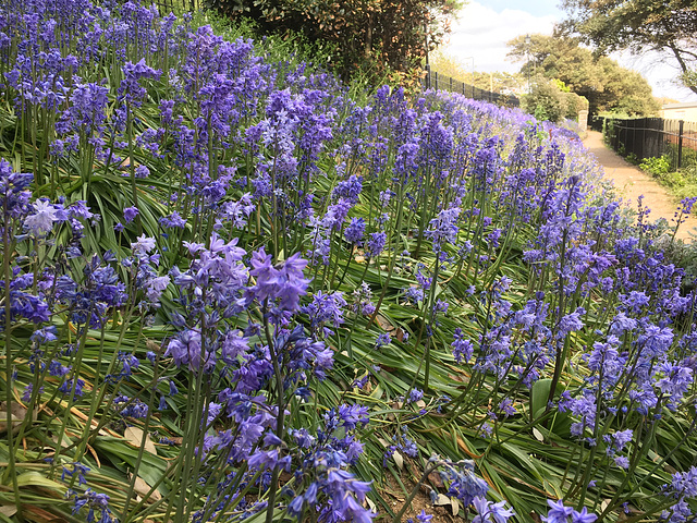 Bluebells