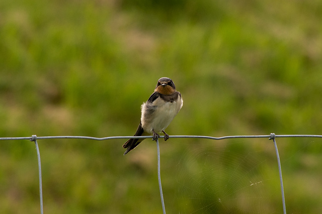 A grumpy young Swallow