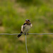 A grumpy young Swallow