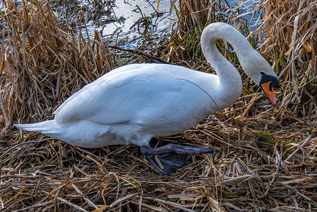 A swan arranging its nest