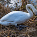 A swan arranging its nest