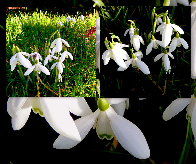 Snowdrops