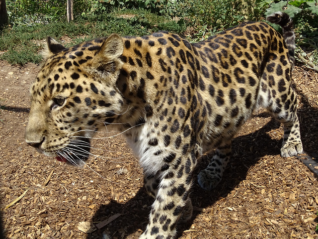 Amur Leopard