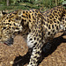 Amur Leopard