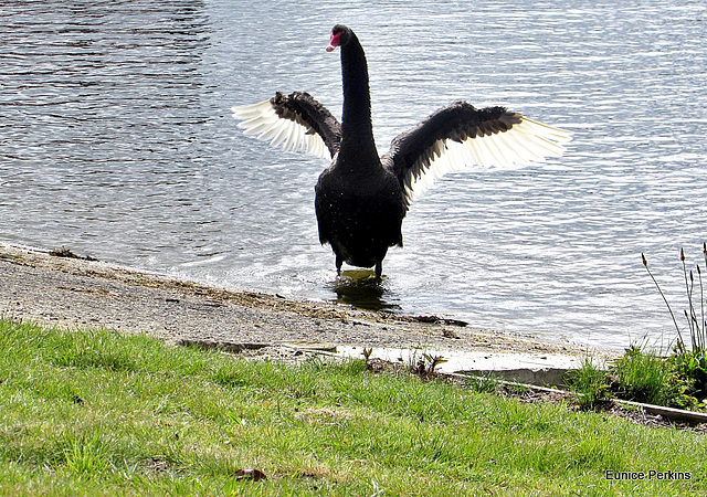 Black Swan.