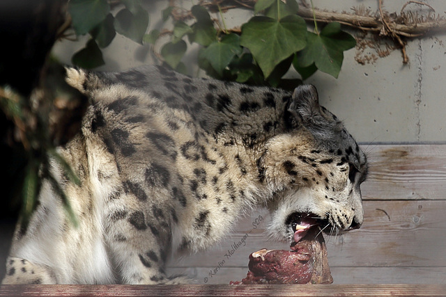 Mahlzeit, Schneeleopard! (Wilhelma)