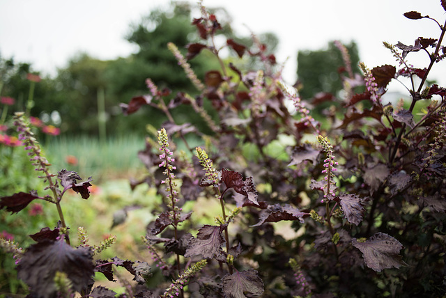 Red Shiso