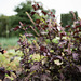 Red Shiso