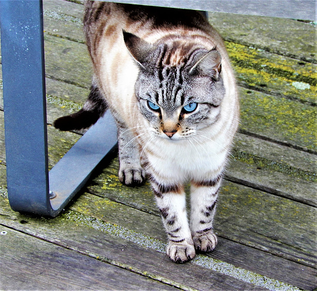 des yeux à tomber