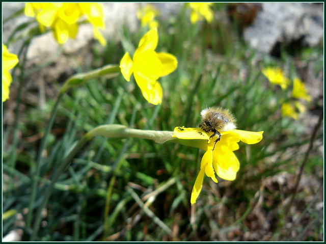 Hungry bee beetle