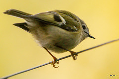 Goldcrest performance as Trapeze Artist!