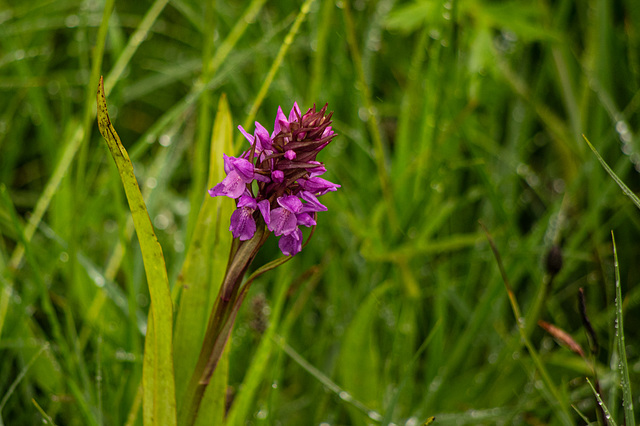 Marsh Orchid