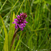 Marsh Orchid