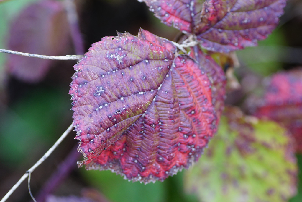 Herbstfarben