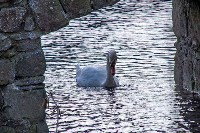 As swan in the moat at Wittington castle