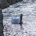 As swan in the moat at Wittington castle