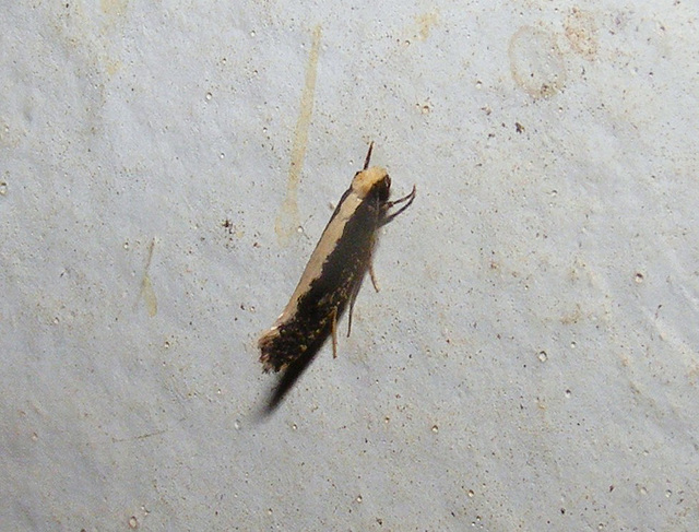 Monopis ethelella