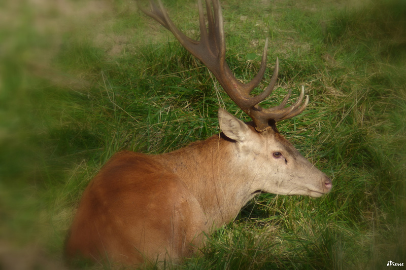 Cerf