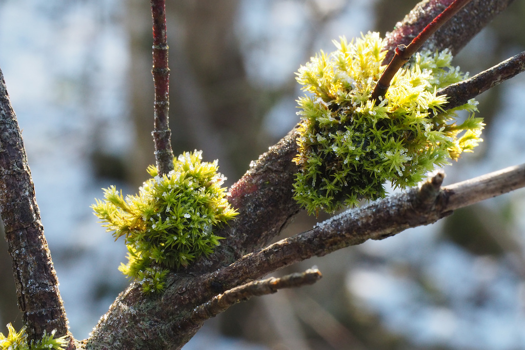 2022-01-14 13'55'11 E-M5 0260