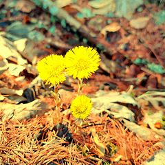 Huflattich (Tussilago farfara)