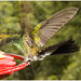 IMG 2469 Hummingbird