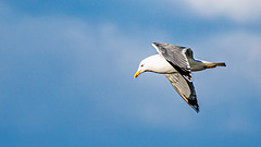 Möve im Anflug Möve im Anflug