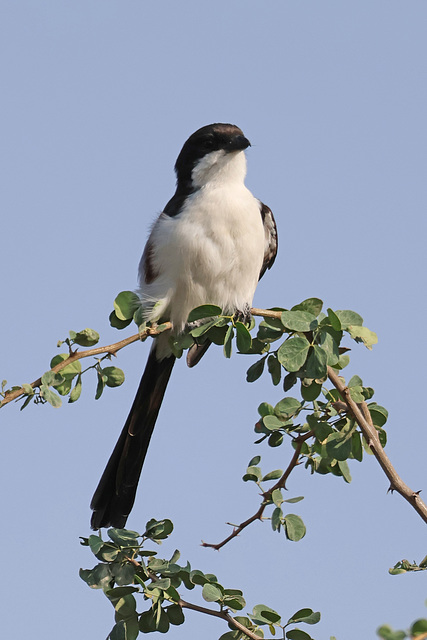 Long-tailed Fisca