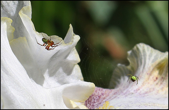 Araignées concombre (1)