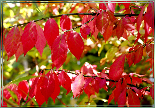 Leaves in autumn, red.  ©UdoSm