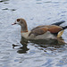 EF7A1711Egyptiangoose