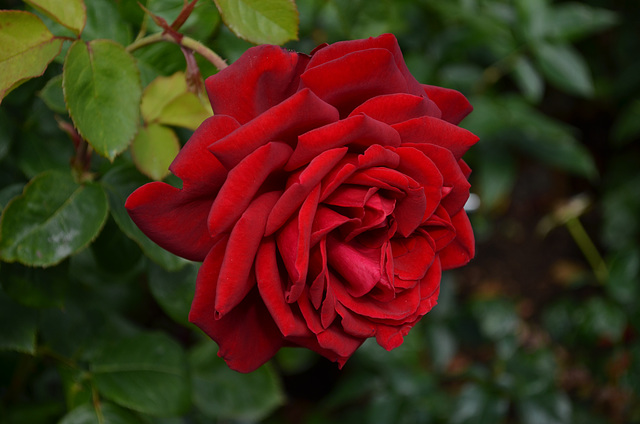 Powerscourt Gardens, Red Rose
