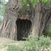 Tarangire, The Hollow of the Baobab