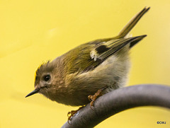 Goldcrest performance as Trapeze Artist!