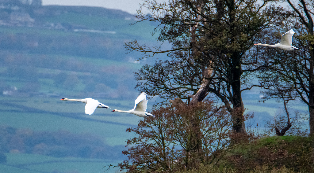 Swans coming into Burton wetlands