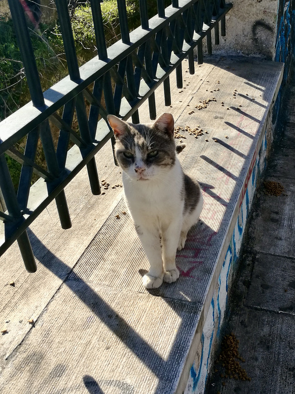 Athens 2020 – Cat