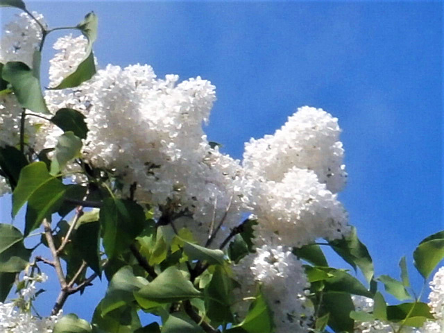 The blooms this year are huge