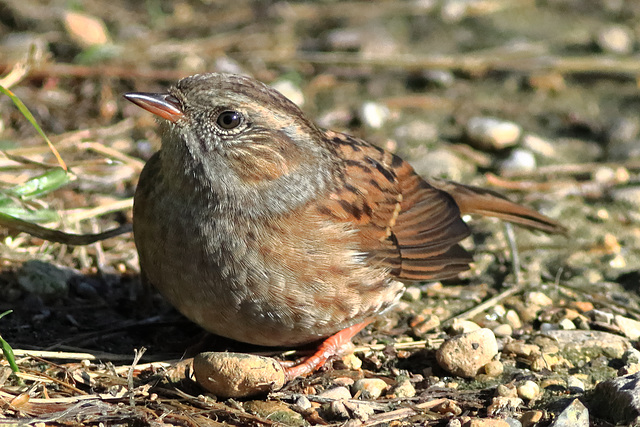 EOS 90D Peter Harriman 10 05 30 44663 dunnock dpp