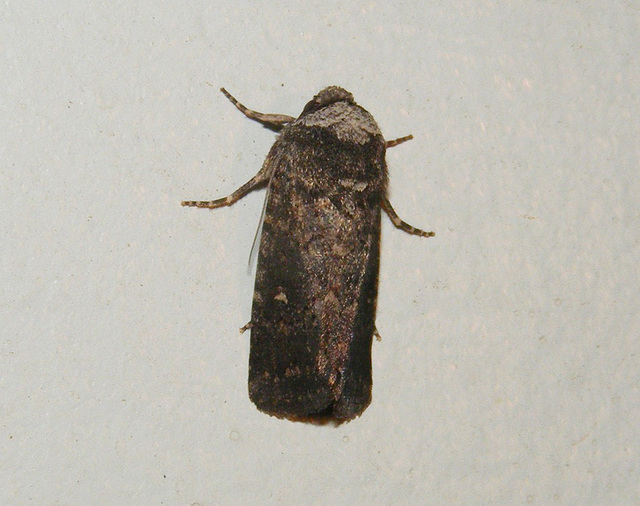 Proteuxoa tibiata