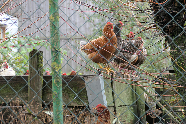 highly composed chickens (HFF!)