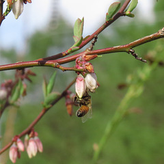 Honeybee on blueberry flowers