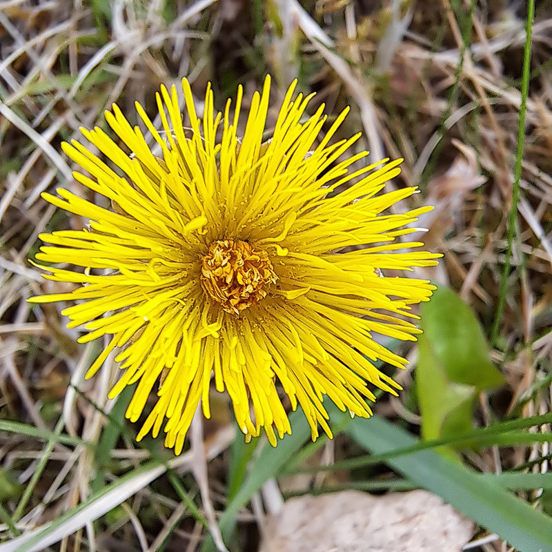 Huflattich (Tussilago farfara)