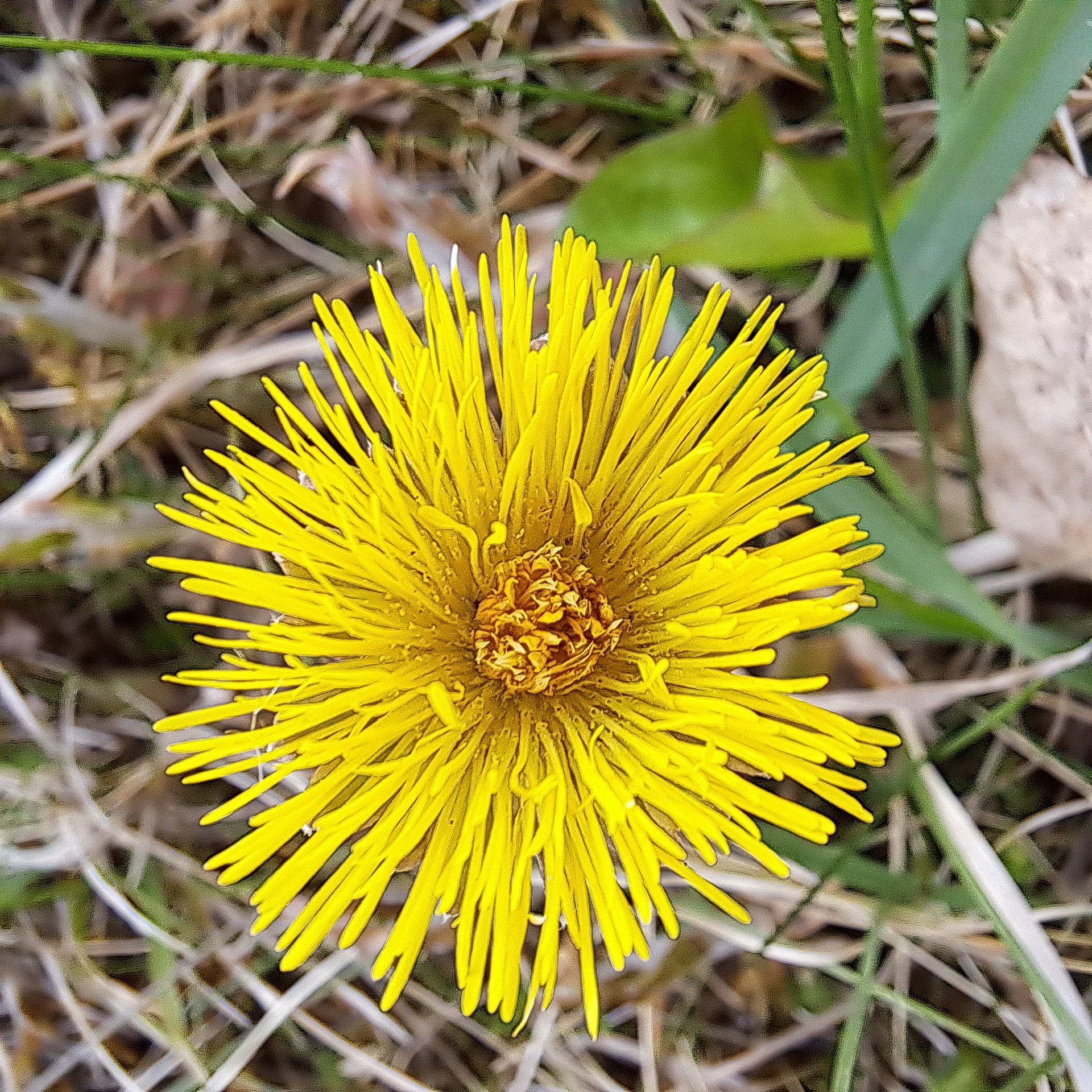 Huflattich (Tussilago farfara)