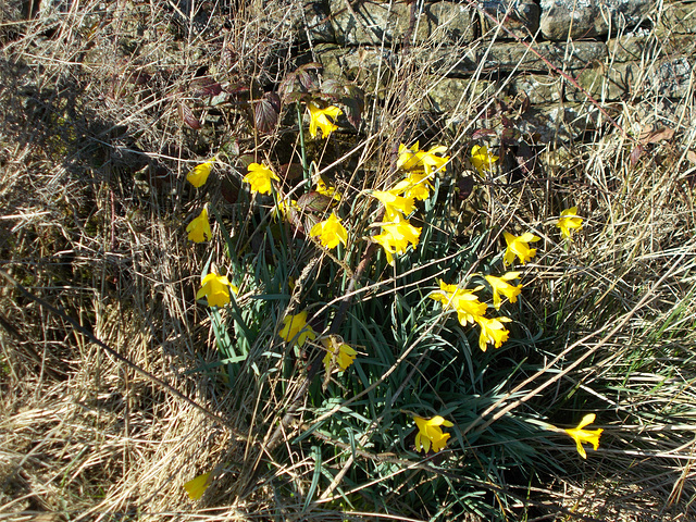 SoS[23] - naturalised daffs