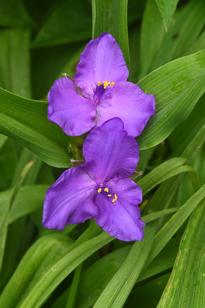 gdn tradescantia side DSC 4488 edited