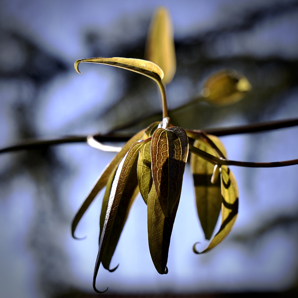 Clématite Armandii