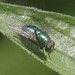 5T2A4270 Fly