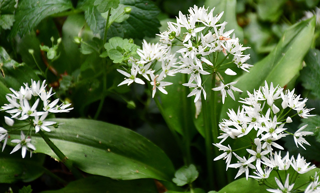 Allium Ursinum
