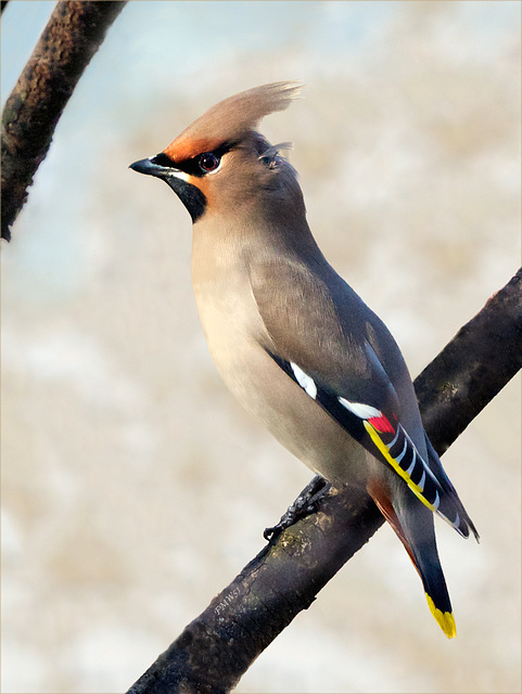 Portrait Seidenschwanz