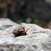 Schnecke auf 2000 m Höhe (PIP)