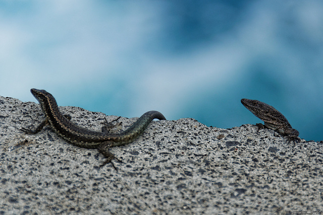 Madeiraner-Drachen bei Porto Moniz (© Buelipix)